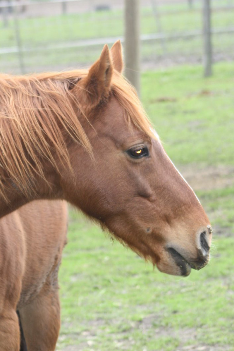 Photo of Cherry